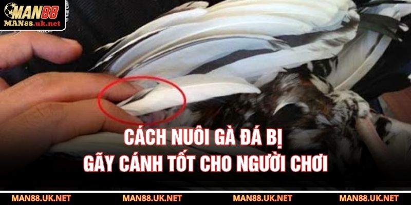 Cách nuôi gà đá bị gãy cánh tốt cho người chơi
